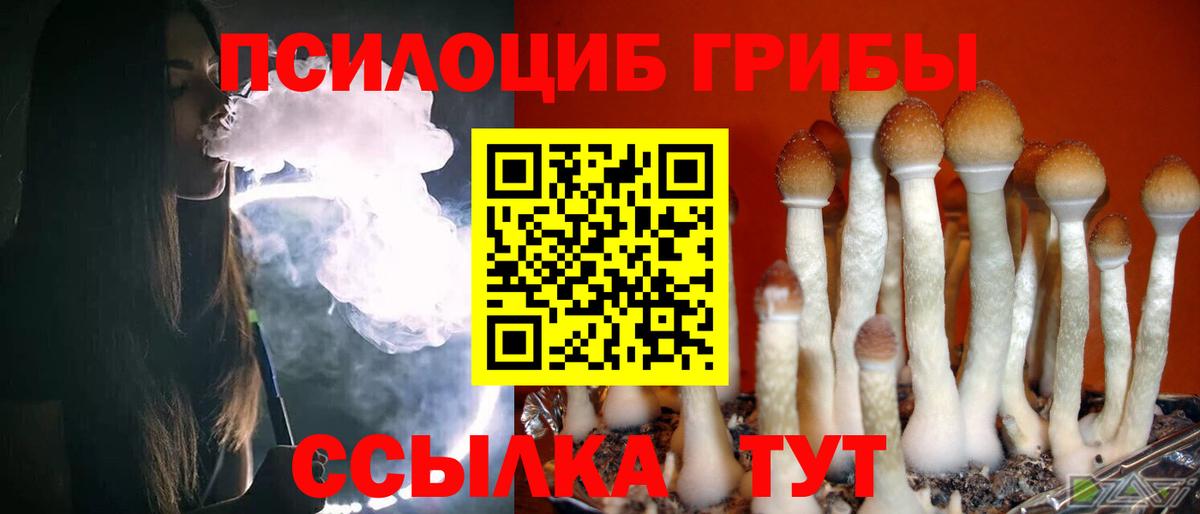 Псилоцибиновые грибы Psilocybe Ялуторовск